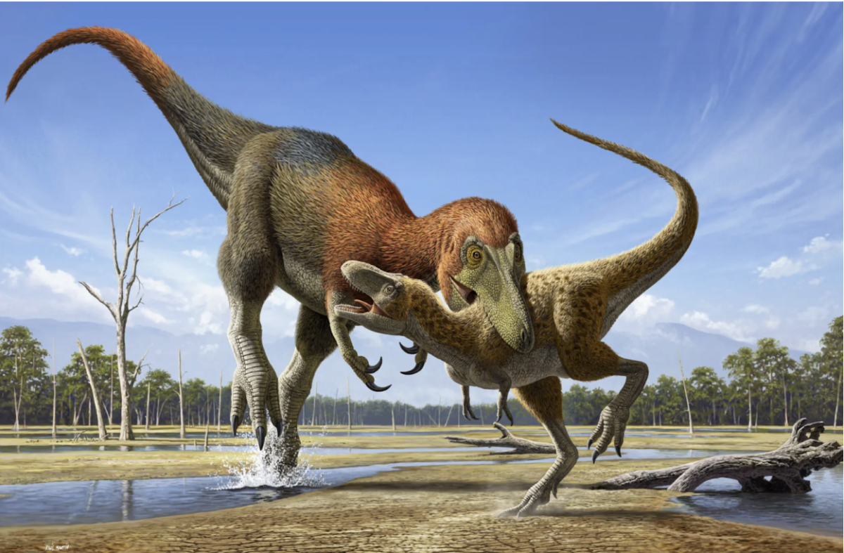 Artists reconstruction of a Nanotyrannus lancensis attacking a juvenile T.-rex. 