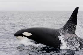 Orca’s are Making Waves in Today’s News